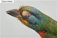 五色鳥藏品圖，第7張